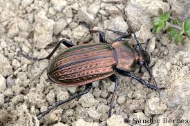 Attēlu rezultāti vaicājumam “Carabus cancellatus”