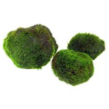 Imagini pentru Cladophora aegagropila