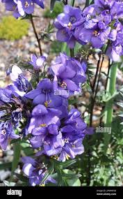 Attēlu rezultāti vaicājumam “Polemonium caeruleum leaf”