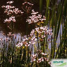 Attēlu rezultāti vaicājumam “Butomus umbellatus fruit”
