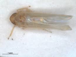 Attēlu rezultāti vaicājumam “Edwardsiana geometrica”