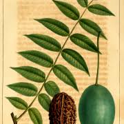 Attēlu rezultāti vaicājumam “Juglans cinerea fruit”