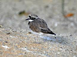 Attēlu rezultāti vaicājumam “Charadrius dubius”