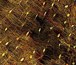 Attēlu rezultāti vaicājumam “Didymium sp.”