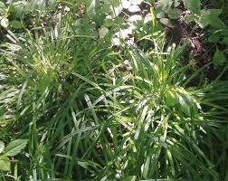 Attēlu rezultāti vaicājumam “Carex pilosa”
