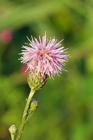Attēlu rezultāti vaicājumam “Serratula tinctoria flower”