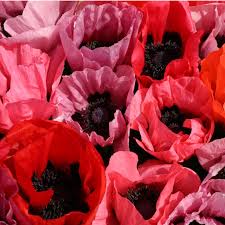 Image result for Papaver orientale