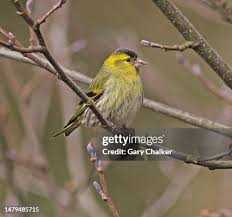 Attēlu rezultāti vaicājumam “Carduelis spinus”