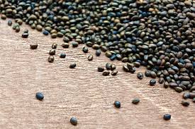 Image result for Bohnenkraut