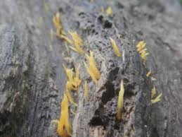 Attēlu rezultāti vaicājumam “Calocera pallidospathulata”