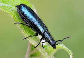 Attēlu rezultāti vaicājumam “Dasytes caeruleus imago”