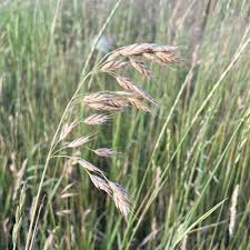 Attēlu rezultāti vaicājumam “Bromus secalinus”