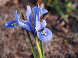 Attēlu rezultāti vaicājumam “Iris reticulata flower”