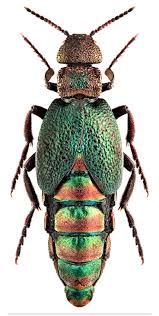 Attēlu rezultāti vaicājumam “Meloe sp.”