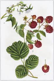 Attēlu rezultāti vaicājumam “Rubus idaeus”
