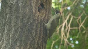 Attēlu rezultāti vaicājumam “Picus viridis nest”