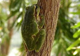 Attēlu rezultāti vaicājumam “Hyla arborea adult”