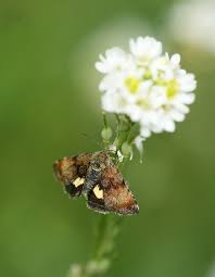 Attēlu rezultāti vaicājumam “Panemeria tenebrata”