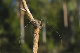 Attēlu rezultāti vaicājumam “Acanthocinus aedilis”