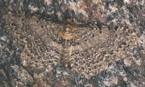 Attēlu rezultāti vaicājumam “Anticollix sparsata”