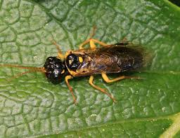 Attēlu rezultāti vaicājumam “Pamphiliidae”