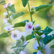 Image result for Althaea officinalis