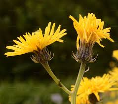 Attēlu rezultāti vaicājumam “Crepis biennis”