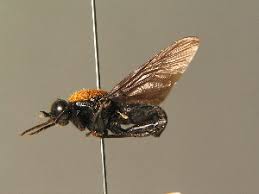 Attēlu rezultāti vaicājumam “Clitellaria ephippium”