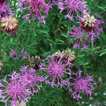 Image result for Centaurea scabiosa