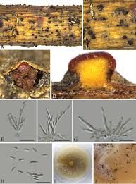 Attēlu rezultāti vaicājumam “Nectria sp., Neonectria sp.”