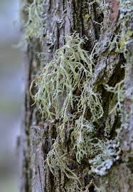 Attēlu rezultāti vaicājumam “Evernia mesomorpha”