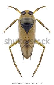 Attēlu rezultāti vaicājumam “Notonecta glauca”