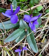 Attēlu rezultāti vaicājumam “Viola hirta leaf”