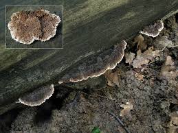 Attēlu rezultāti vaicājumam “Gloiodon strigosus”