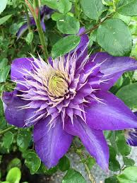 Image result for clematis multi blue