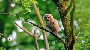 Attēlu rezultāti vaicājumam “Strix aluco juvenile”