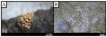 Attēlu rezultāti vaicājumam “Oligonema flavidum”