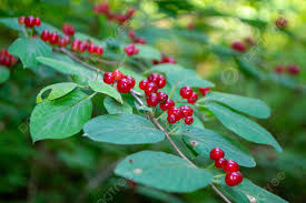 Attēlu rezultāti vaicājumam “Lonicera tatarica fruit”