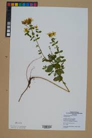 Attēlu rezultāti vaicājumam “Hypericum maculatum”