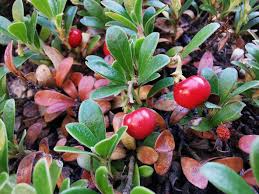 Attēlu rezultāti vaicājumam “Arctostaphylos uva-ursi fruit”