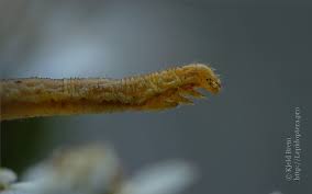 Attēlu rezultāti vaicājumam “Eupithecia subumbrata larva”