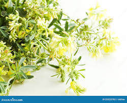 Attēlu rezultāti vaicājumam “Astragalus danicus flower”