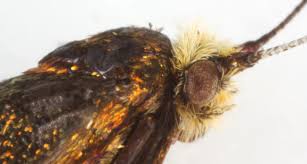 Attēlu rezultāti vaicājumam “Adela cuprella”