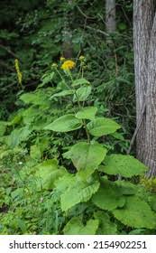Attēlu rezultāti vaicājumam “Telekia speciosa leaf”
