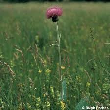 Attēlu rezultāti vaicājumam “Cirsium heterophyllum flower”