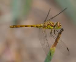 Attēlu rezultāti vaicājumam “Sympetrum sanguineum female”