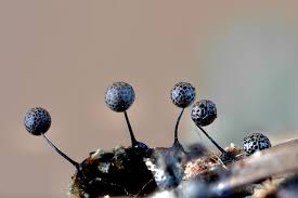 Attēlu rezultāti vaicājumam “Diachea leucopodia stalked”