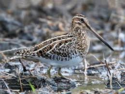 Attēlu rezultāti vaicājumam “Gallinago gallinago eggs”