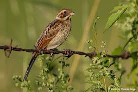 Attēlu rezultāti vaicājumam “Emberiza schoeniclus eggs”