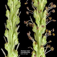 Attēlu rezultāti vaicājumam “Plantaginaceae”